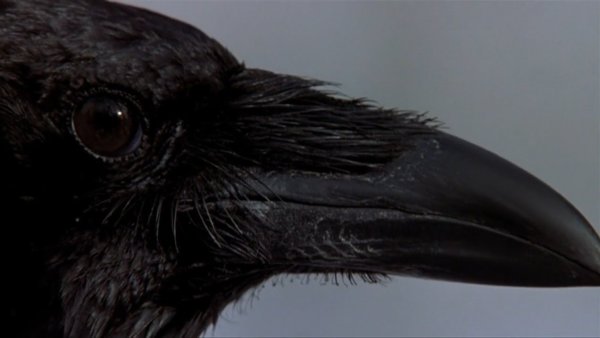 MV5BMjNiMGRkNDUtMWQ2MC00MTlhLWE3YjgtOGVmZGJjNDc5YzA2XkEyXkFqcGdeQXVyMjUyNDk2ODc@._V1_