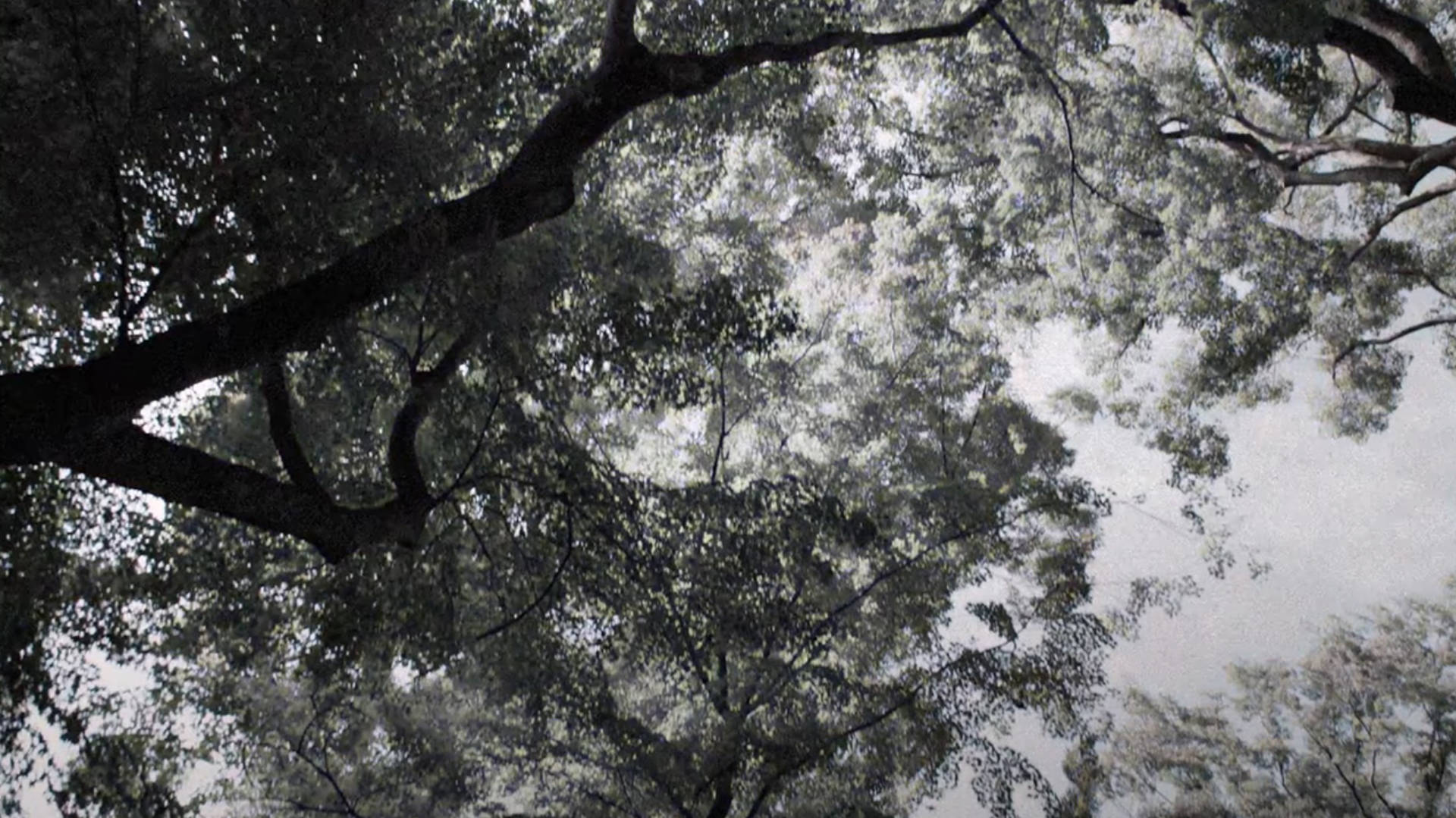 Perfect-Days-film-movie-2023-drama-drammatico-wim-wenders-photo